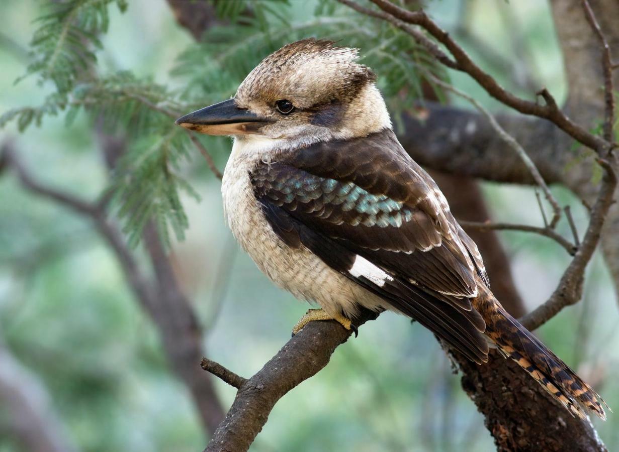 Ribbon Gum Lodge Katoomba Ngoại thất bức ảnh